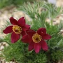 Kép 2/2 - Pulsatilla vulgaris 'Rubra' / Piros virágú kökörcsin