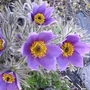 Kép 2/2 - Pulsatilla vulgaris 'Violet' / Lila virágú kökörcsin