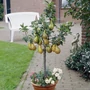 Kép 2/2 - Pyrus communis 'Conference' / 'Conference' balkon körtefa