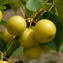 Kép 2/2 - Pyrus pyrifolia 'Nijisseiki' / Japán körte, nashi