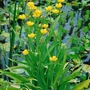Kép 2/2 - Ranunculus lingua 'Grandiflorus' / Nádi boglárka