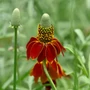 Kép 2/2 - Ratibida columnifera 'Red Midget' / Mexikói kalapvirág