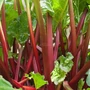Kép 2/2 - Rheum rhabarbarum / Rebarbara