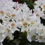 Kép 2/2 - Rhododendron 'Cunningham's White' / Örökzöld havasszépe