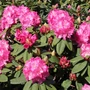 Kép 2/2 - Rhododendron hybrid 'Germania' / Örökzöld havasszépe