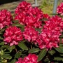 Kép 2/2 - Rhododendron hybrid 'Karl Naue' / Örökzöld havasszépe