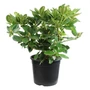 Kép 1/2 - Rhododendron hybrid 'Karl Naue' / Örökzöld havasszépe