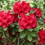 Kép 2/2 - Rhododendron hybrid 'Red Jack' / Örökzöld havasszépe