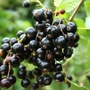 Kép 2/2 - Ribes nigrum 'Fertődi 1' / 'Fertődi 1' fekete ribizli bokor