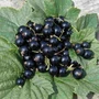 Kép 2/2 - Ribes nigrum 'Titania' / 'Titania' fekete ribizli bokor