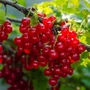 Kép 2/2 - Ribes rubrum 'Jonkheer Van Tets' / Piros ribizli bokor 'Jonkheer van tets'