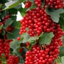 Kép 2/2 - Ribes rubrum 'Rovada' / 'Rovada' piros ribizli bokor