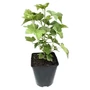 Kép 1/2 - Ribes sativa 'Blanka' / 'Blanka' fehér ribizli bokor