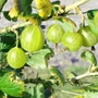 Kép 2/2 - Ribes Uva-crispa 'Mucurines' / 'Mucurines' egres bokor