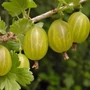 Kép 2/2 - Ribes Uva-crispa 'Zöld Győztes' / 'Zöld Győztes' egres bokor