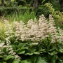 Kép 2/2 - Rodgersia pinnata 'Elegans' / Tenyeres tópartifű