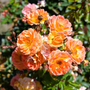 Kép 2/2 - Rosa 'Bessy' / Narancssárga virágszínű talajtakaró rózsa