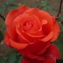 Kép 2/2 - Rosa 'Comet' / Téglavörös virágszínű magastörzsű teahibrid rózsa