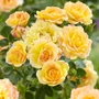 Kép 2/2 - Rosa 'Fairy Gold' / Sárga virágszínű talajtakaró rózsa