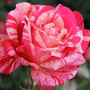 Kép 1/2 - Rosa 'Papageno' / Rózsaszín-fehér cirmos oltott rózsatő