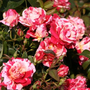 Kép 2/2 - Rosa 'Papageno' / Rózsaszín-fehér cirmos oltott rózsatő