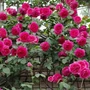 Kép 2/2 - Rosa 'Parade' / Rózsaszín virágú oltott futórózsa