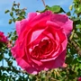 Kép 1/2 - Rosa 'Parade' / Rózsaszín virágú oltott futórózsa