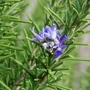 Kép 2/2 - Rosmarinus officinalis / Rozmaring