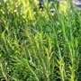 Kép 2/3 - Rosmarinus officinalis 'Abraxas' / Kerti rozmaring