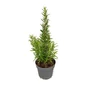 Kép 1/3 - Rosmarinus officinalis 'Abraxas' / Kerti rozmaring