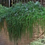 Kép 2/2 - Rosmarinus officinalis 'Capri' / Kúszó rozmaring