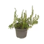 Kép 1/2 - Rosmarinus officinalis 'Capri' / Kúszó rozmaring