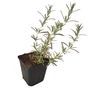 Kép 1/2 - Rosmarinus officinalis 'Harmat' / Kerti rozmaring