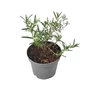 Kép 1/2 - Rosmarinus officinalis 'Harmat' / Kerti rozmaring