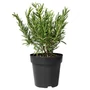 Kép 1/2 - Rosmarinus officinalis / Kerti rozmaring