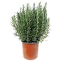Kép 1/2 - Rosmarinus officinalis / Rozmaring