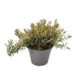 Kép 1/2 - Rosmarinus officinalis 'Prostratus'  / Kúszó rozmaring