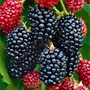 Kép 2/2 - Rubus fruticosus 'Thornfree' / Thornfree tüskétlen szeder