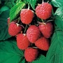 Kép 2/2 - Rubus idaeus 'Autumn Bliss' / Őszi érésű málna bokor
