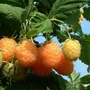 Kép 2/2 - Rubus idaeus 'Aranyfürt' / Arany málna bokor