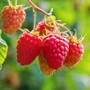 Kép 2/2 - Rubus idaeus / Málna bokor (tüskétlen)