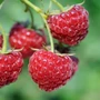 Kép 2/2 - Rubus idaeus 'Fertődi Zamatos' / 'Fertődi Zamatos' málna