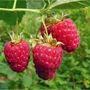 Kép 2/2 - Rubus idaeus 'Polka' / 'Polka' málna bokor