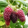 Kép 2/2 - Rubus fruticosus x ideaeus 'Tayberry' / Szedermálna