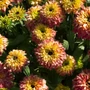 Kép 2/2 - Rudbeckia hirta 'Rudy Double Rose Yellow' / Borzas kúpvirág