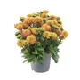 Kép 1/2 - Rudbeckia hirta 'Rudy Double Rose Yellow' / Borzas kúpvirág