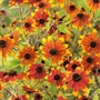 Kép 2/2 - Rudbeckia triloba 'Prairie Glow' / Kisfészkű kúpvirág
