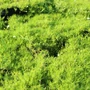 Kép 2/2 - Sagina subulata 'Lime Moss' / Szálkás zöldhúr