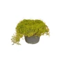 Kép 1/2 - Sagina subulata 'Lime Moss' / Szálkás zöldhúr