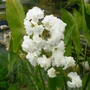 Kép 2/2 - Sagittaria sagittifolia 'Flore Pleno' / Nyilaslevelű nyílfű